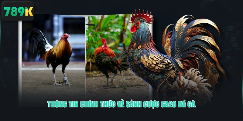 Thông tin chính thức về sảnh cược GA28 Đá Gà